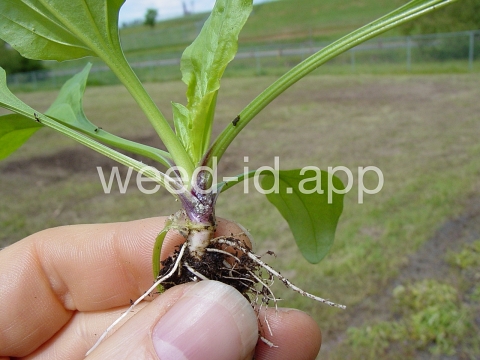 plantain, blackseed